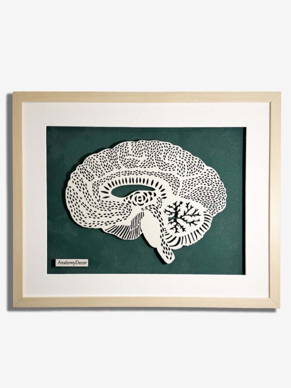 budowa mózgu anatomia