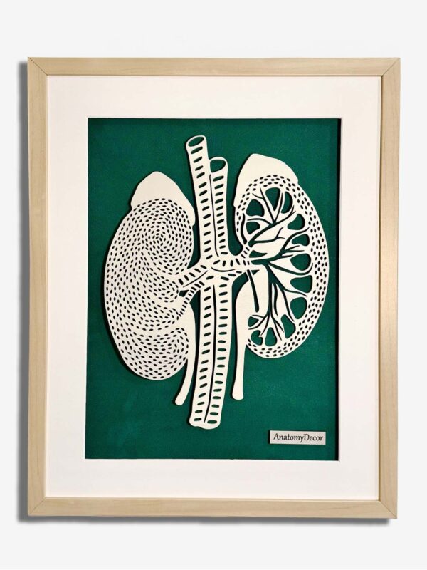 anatomia nerek budowa