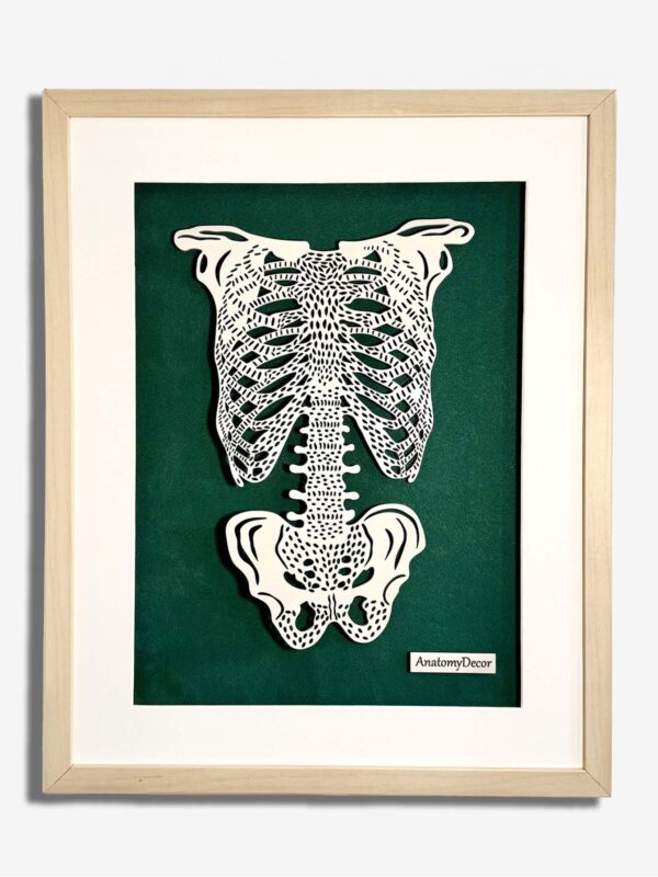 budowa klatki piersiowej