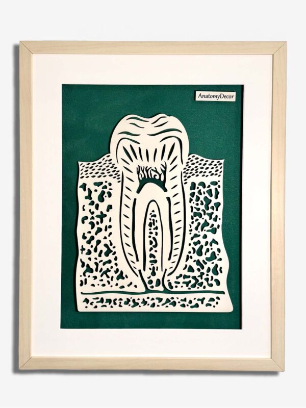 anatomia zęba budowa