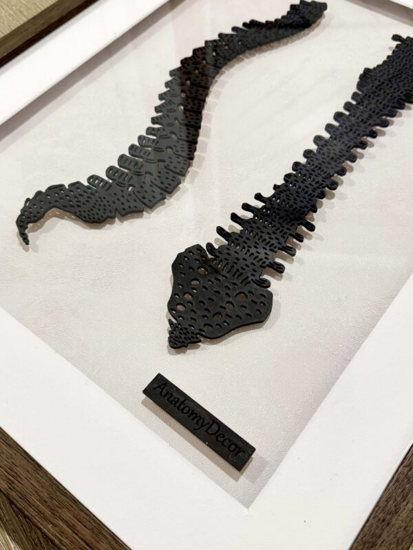 Kręgosłup anatomia