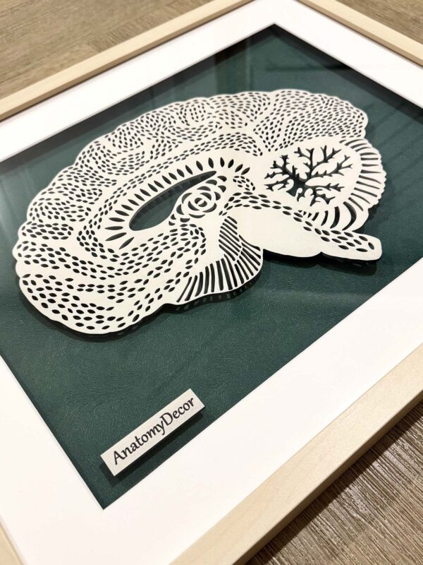 Anatomia mózgu obraz