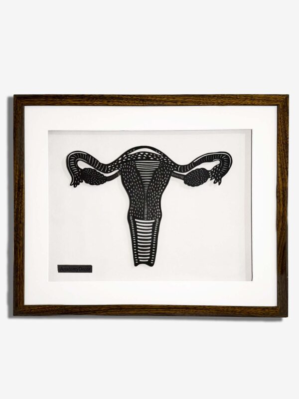 budowa jajników anatomia