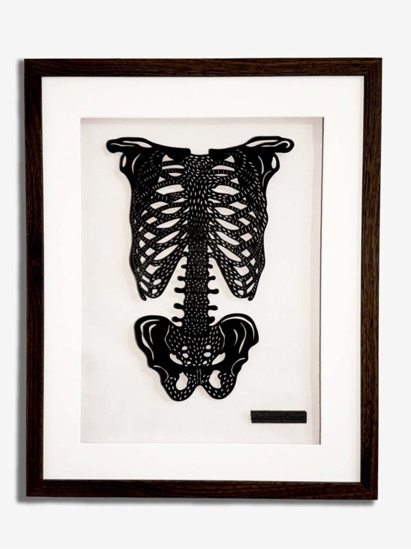 anatomia klatki piersiowej