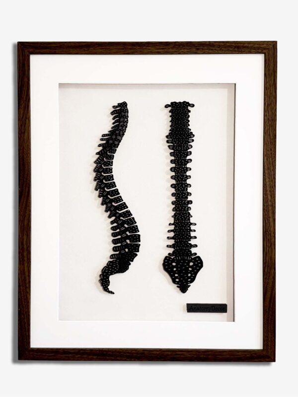 anatomia kręgosłupa budowa