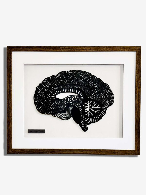 budowa mózgu anatomia