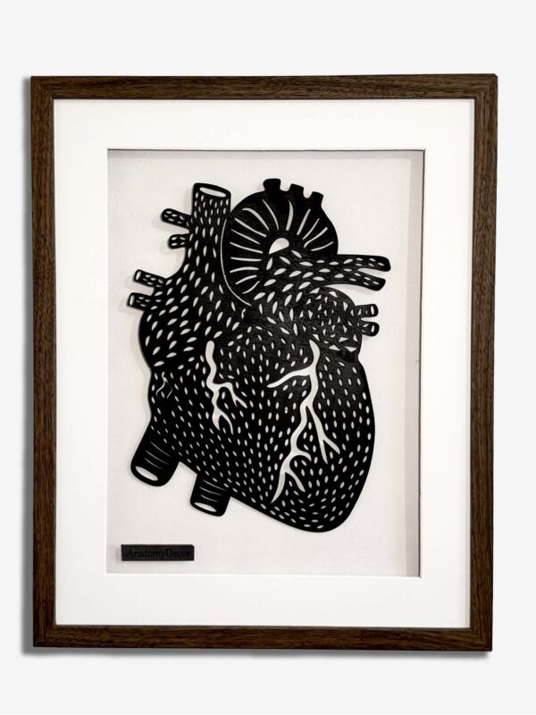 budowa serca anatomia