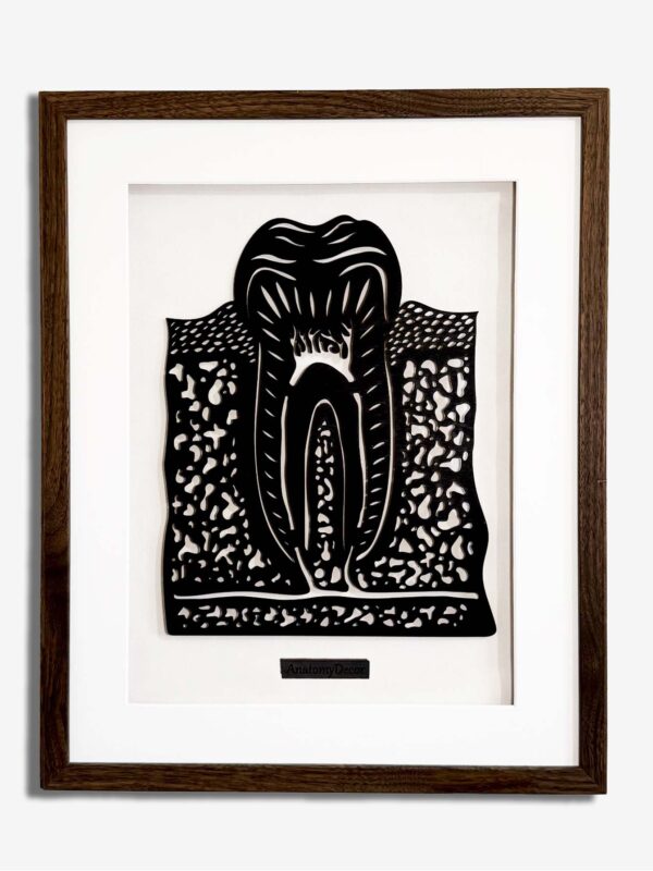 budowa zęba anatomia