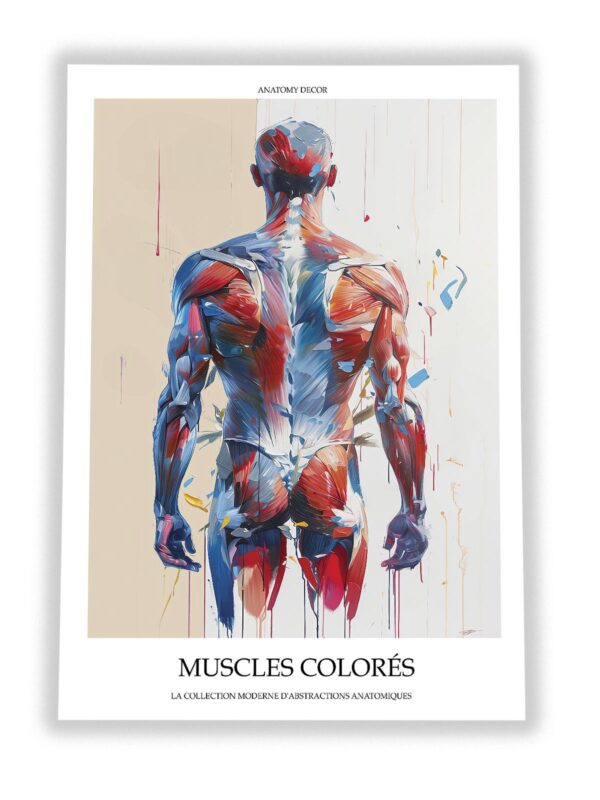 plakat mięśnie człowieka