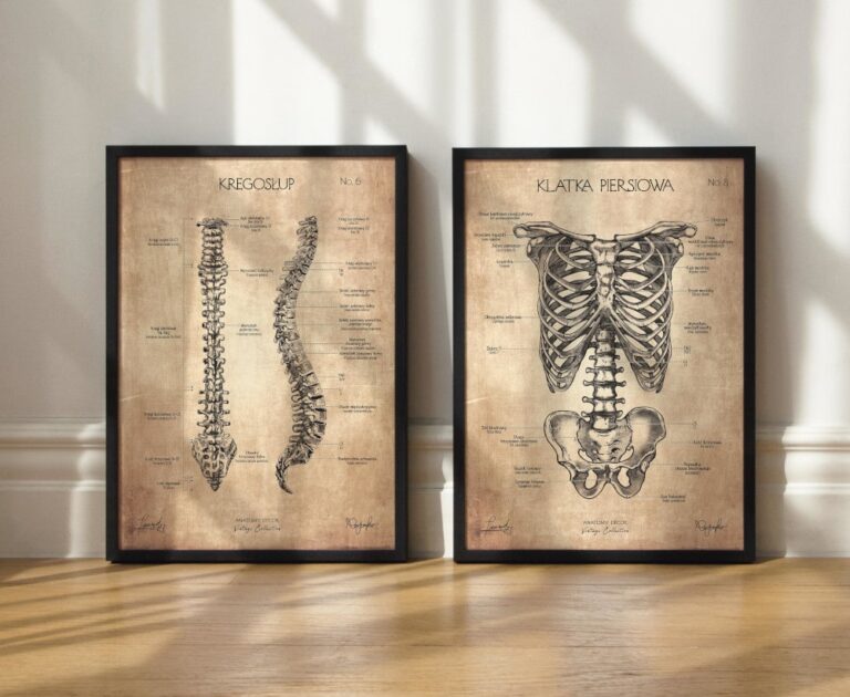 Plakaty anatomiczne w stylu vintage. Anatomy Decor - poznaj anatomię człowieka dzięki pięknym grafikom