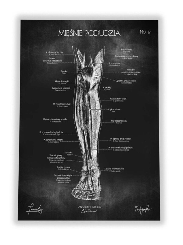 mięśnie człowieka