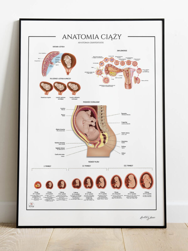 anatomia ciąży