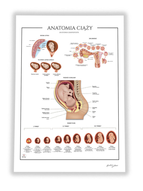 anatomia ciąży