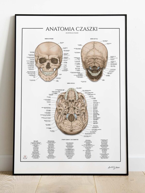 czaszka anatomia