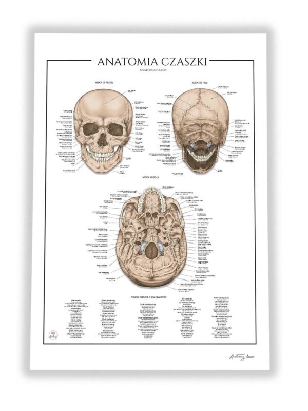 Anatomia czaszki