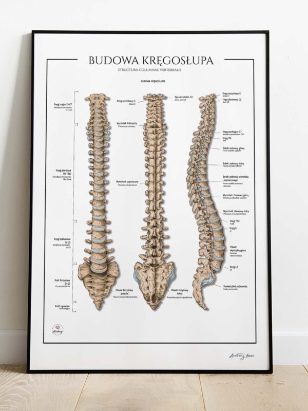 anatomia kręgosłupa