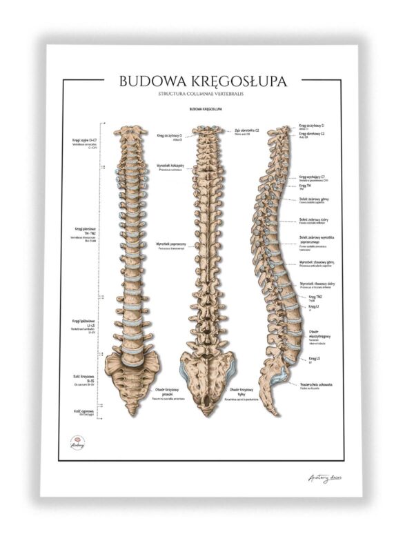 Kręgosłup anatomia