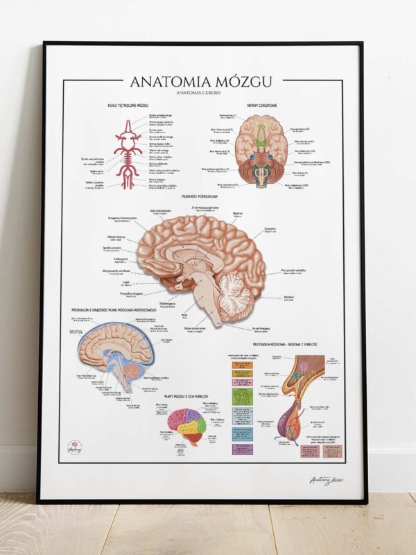 Anatomia mózgu