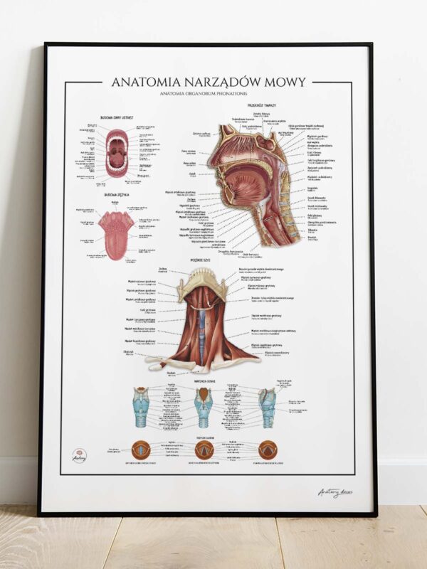 Anatomia narządów mowy