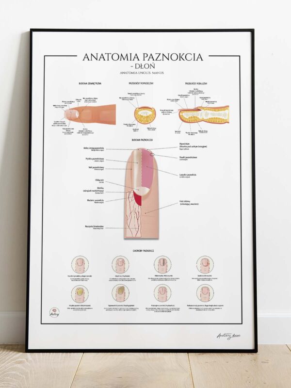 anatomia paznokcia