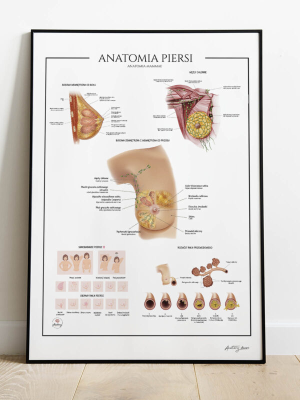 Anatomia piersi