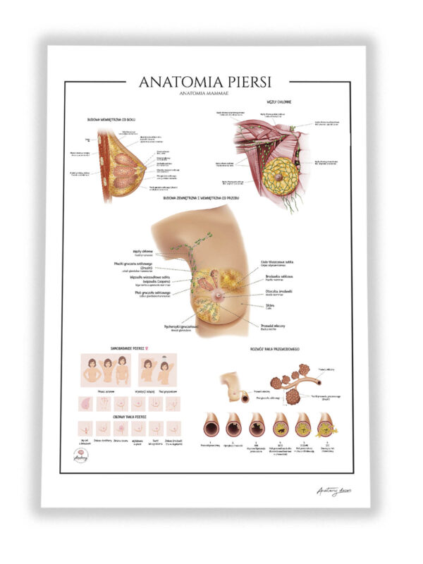 Pierś anatomia
