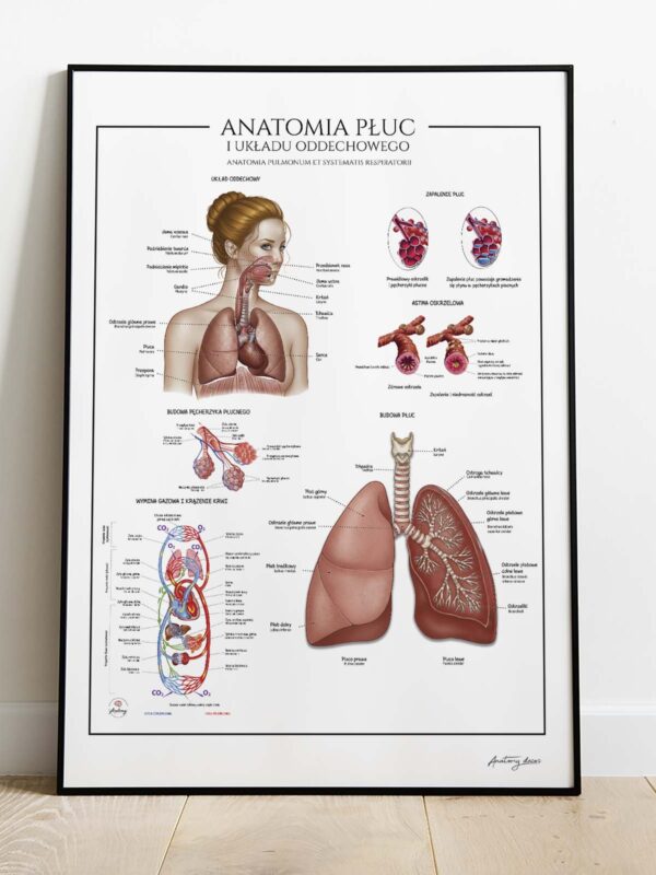 Anatomia płuc
