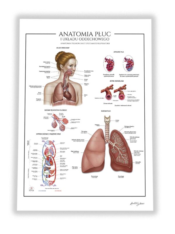 Anatomia układu odechowego