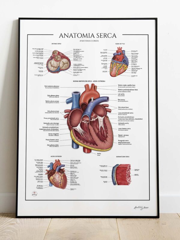 Anatomia serca