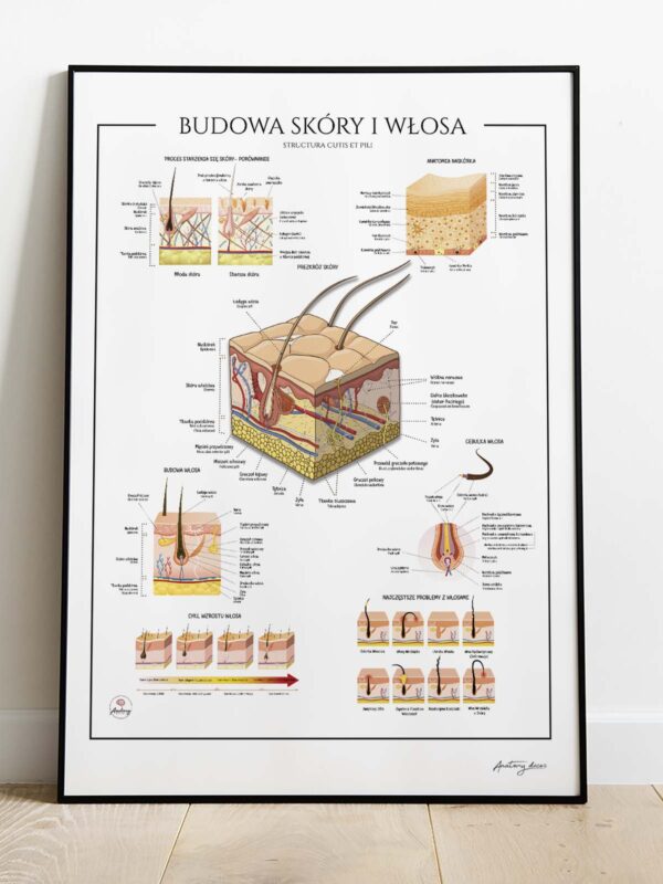 Anatomia skóry