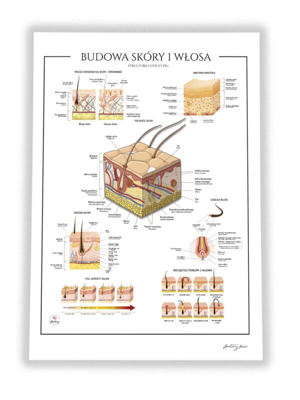 Anatomia włosa