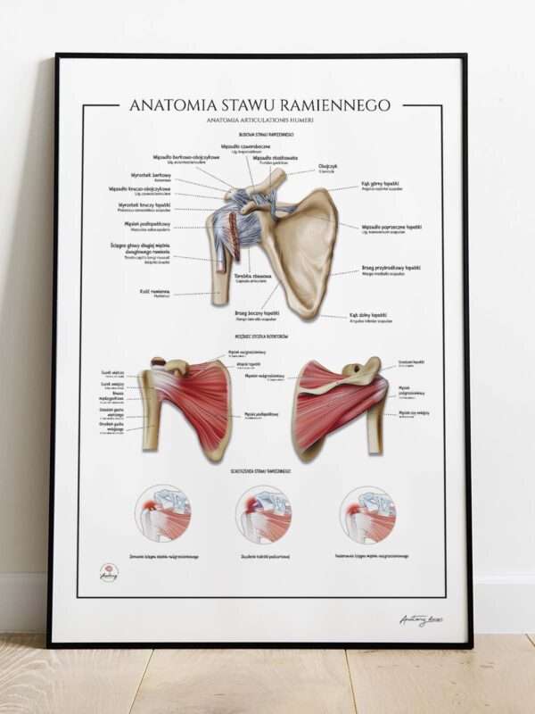 anatomia barku