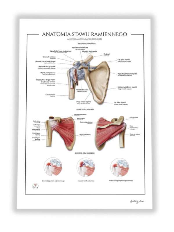 budowa stawu barkowego