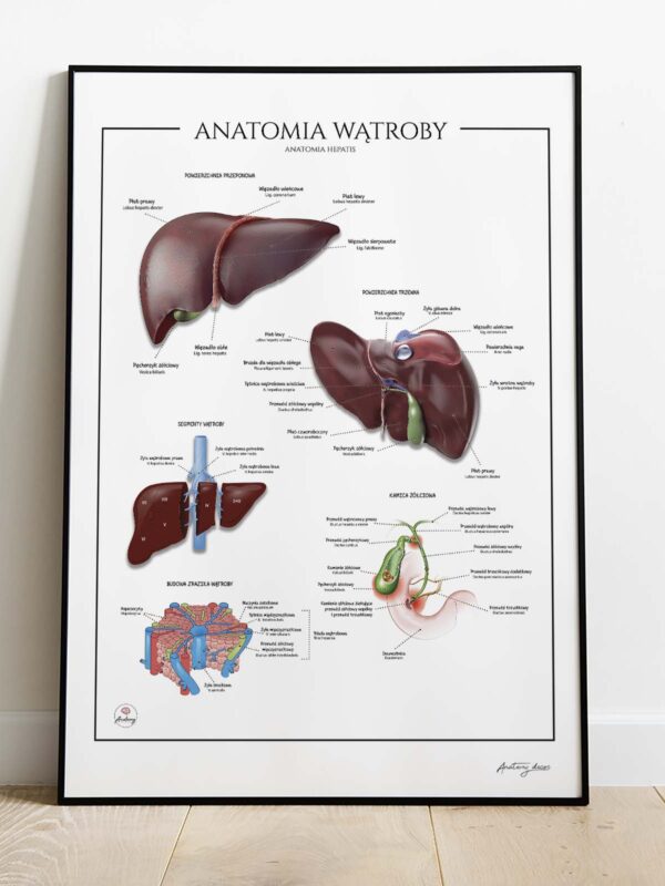 Anatomia wątroby
