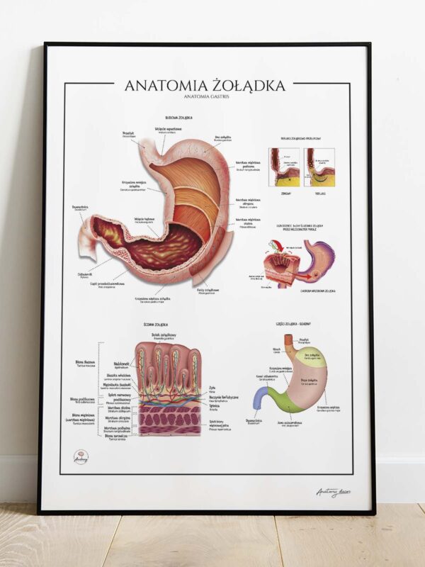 Anatomia żołądka