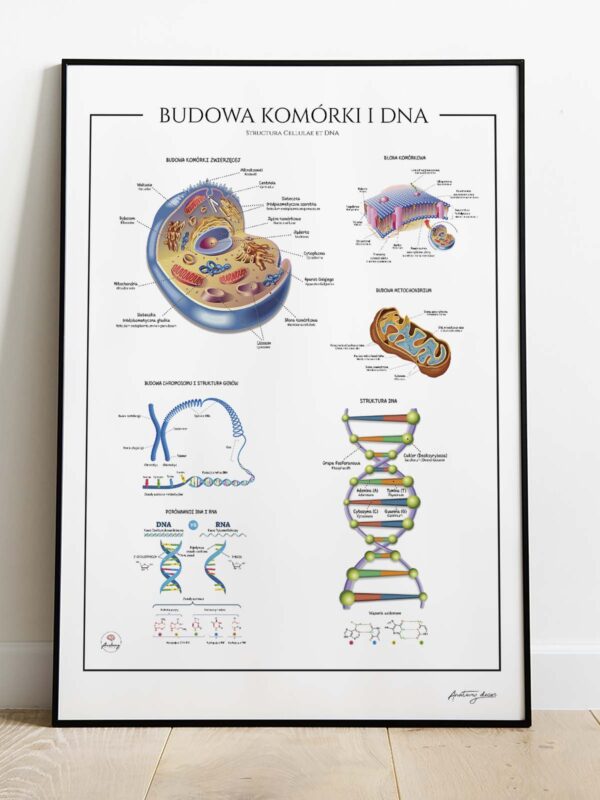 Budowa DNA