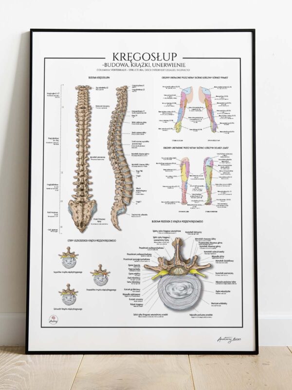 Anatomia kręgosłupa