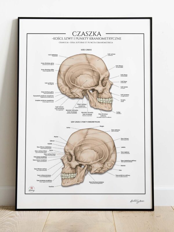 punkty kraniometryczne