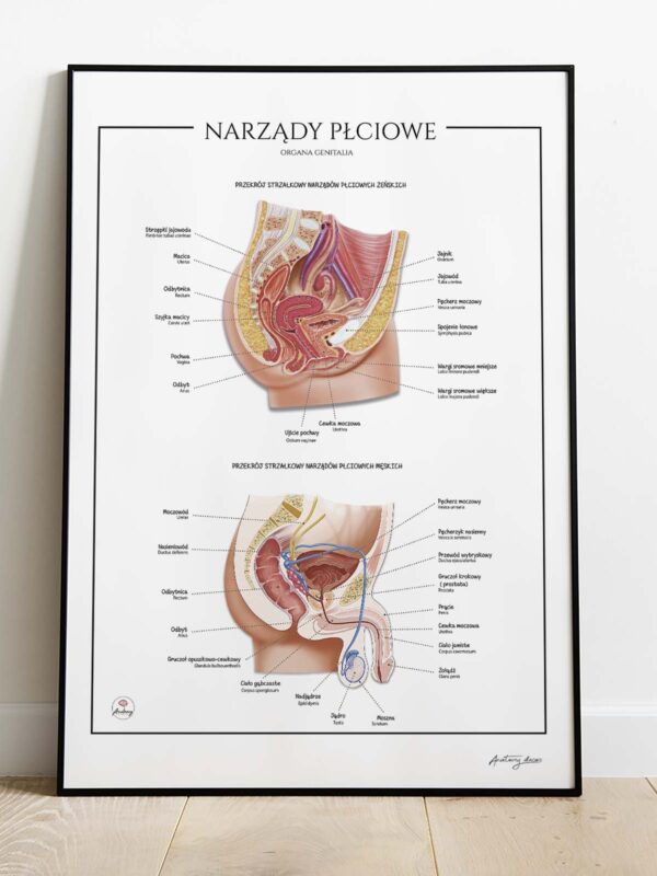 Męskie narządy płciowe
