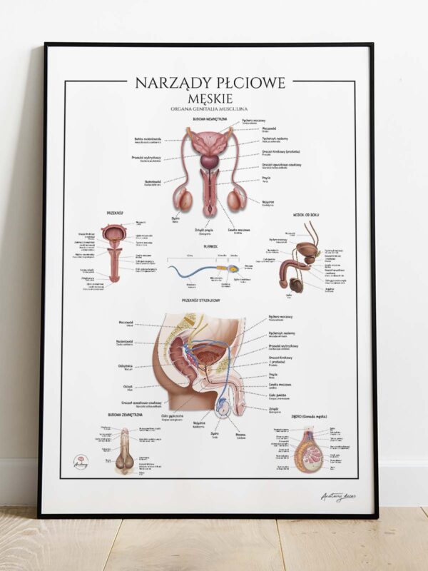 Narządy płciowe męskie