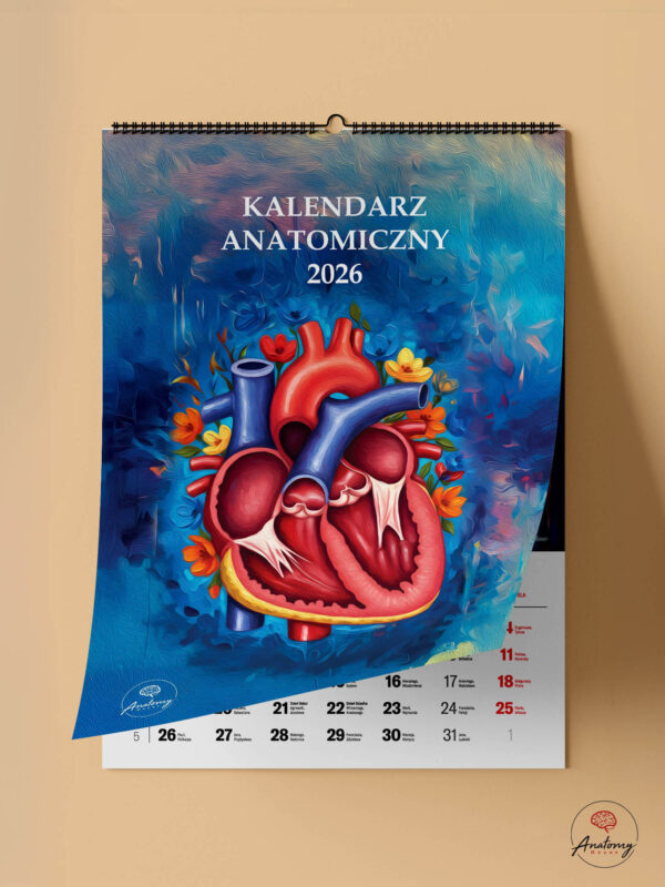 kalendarz anatomiczny 2026