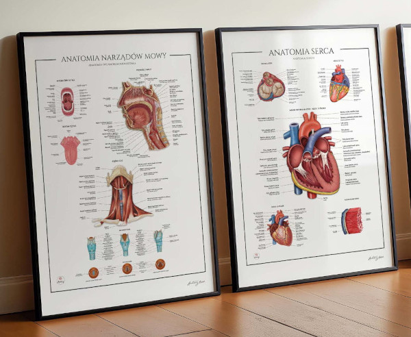 Plansze anatomiczne idealne do wystroju gabinetów lekarskich. Tylko w Anatomy Decor. Grafiki anatomiczne i plakaty anatomiczne