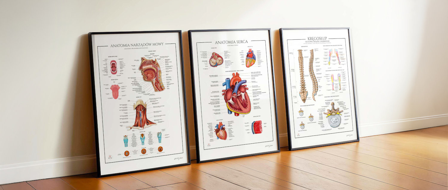 Plansze anatomiczne idealne do wystroju gabinetów lekarskich. Tylko w Anatomy Decor. Grafiki anatomiczne i plakaty anatomiczne