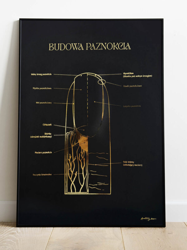budowa paznokcia