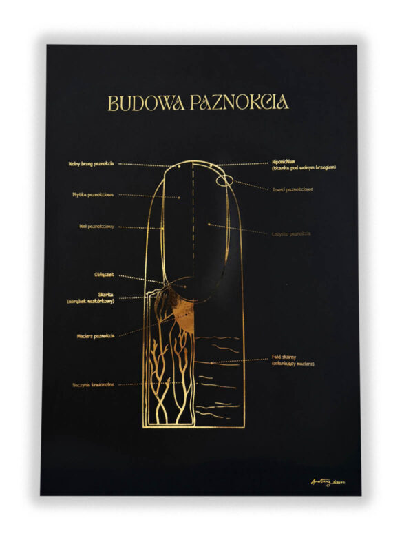 anatomia paznockia