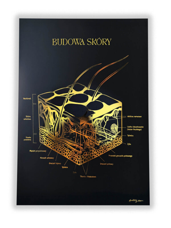 budowa skóry