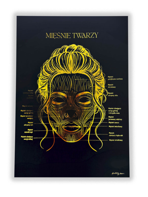 anatomia mięśni twarzy