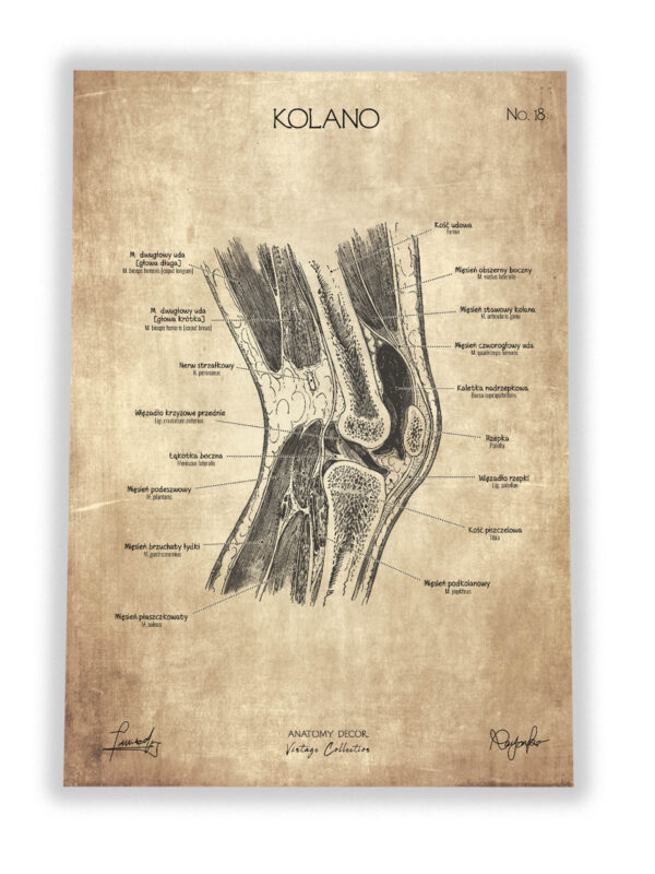 anatomia kolana