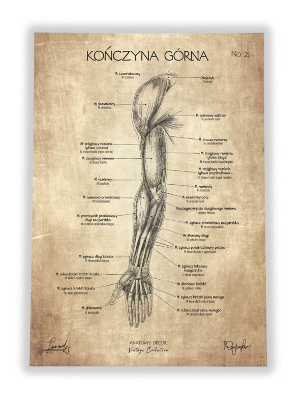 mięśnie kończyny górnej plakat anatomiczny