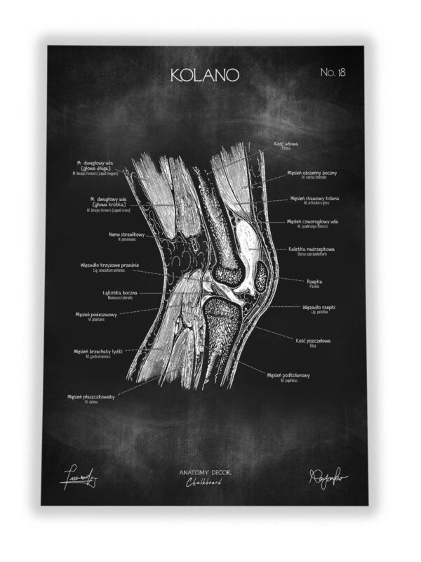 kolano anatomia budowa